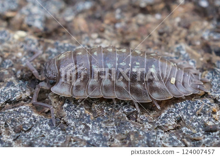 Close-up of an Oniscus asellus pill bug, showing its segmented shell and legs as it crawls across rough asphalt. 124007457