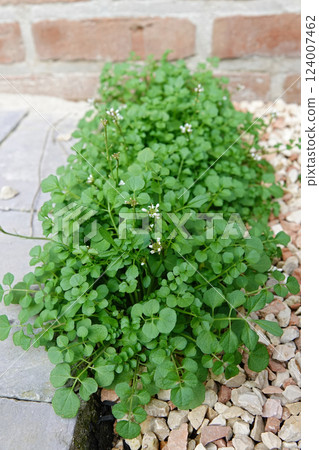 Closeup on an Flexuous Bittercress, Cardamine flexuosa 124007462