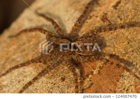 Close-up of a brown, hairy wolf spider with long legs covered in bristles, resting on a rough, textured surface. Close-up of a brown, hairy wolf spider with long legs covered in bristles, resting on a rough, textured surface. 124007470
