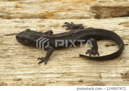 Closeup on a Chinese warty newt, Paramesotriton chinensis Closeup on a Chinese warty newt, Paramesotriton chinensis 124007472