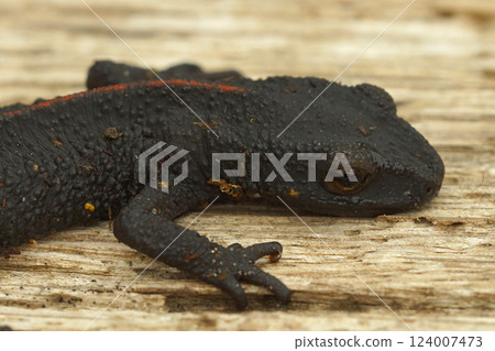 Closeup on a Chinese warty newt, Paramesotriton chinensis 124007473