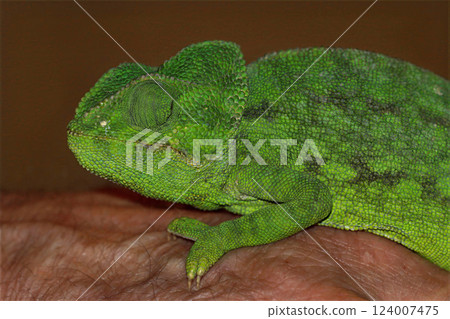 Resting chameleon: A serene green reptile with closed eyes, showcasing its textured skin and peaceful demeanor. 124007475