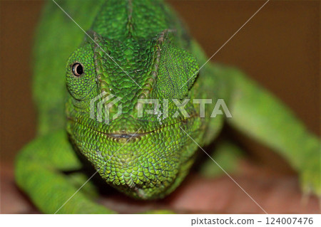 A close-up of a green chameleon, showcasing its scaly texture and unique eye, capturing its exotic and reptilian nature. 124007476