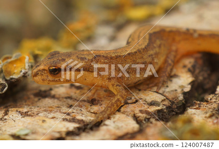 Closeup on a terrestrial Common European smooth newt, Lissotriton vulgaris vulgaris Closeup on a terrestrial Common European smooth newt, Lissotriton vulgaris vulgaris 124007487