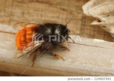 Closeup on a female European orchard mason bee, Osmia cornuta at the bee-hotel 124007491