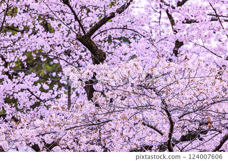 東京光丘公園的櫻花 124007606