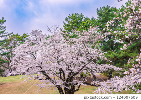 東京光丘公園的櫻花 124007609