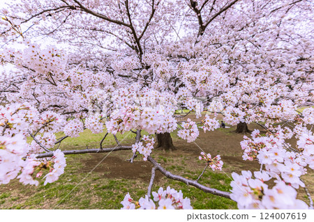 Cherry blossoms at Hikarigaoka Park, Tokyo Cherry blossoms at Hikarigaoka Park, Tokyo 124007619