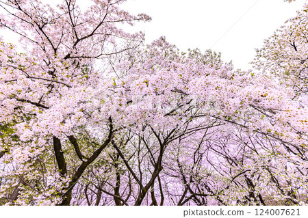 Cherry blossoms at Hikarigaoka Park, Tokyo Cherry blossoms at Hikarigaoka Park, Tokyo 124007621
