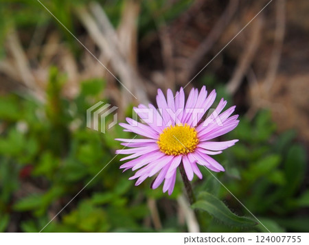 Oze Shibutsu Mountain Azumagaeshi Oze Shibutsu Mountain Azumagaeshi 124007755