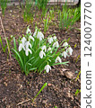 Snowdrop spring flowers. Fresh Snow drop white flower one of spring symbols, spring come. March flowers closeup photography. Snowdrop growing in garden on the ground. 124007770
