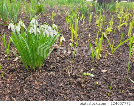 Snowdrop spring white flowers. Fresh Snow drop flower one of spring symbols, spring come. March flowers closeup photography. Snowdrop growing in garden on the ground. Copy space for text. Snowdrop spring white flowers. Fresh Snow drop flower one of spring symbols, spring come. March flowers closeup photography. Snowdrop growing in garden on the ground. Copy space for text. 124007772