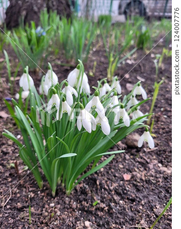 Snowdrop spring white flowers. March flowers closeup photography. Fresh Snow drop flower one of spring symbols, spring come. Snowdrop growing in garden on the ground. Snowdrop spring white flowers. March flowers closeup photography. Fresh Snow drop flower one of spring symbols, spring come. Snowdrop growing in garden on the ground. 124007776
