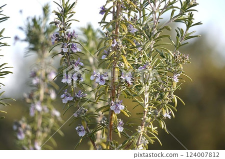 Rosemary flowers, February 2025 124007812