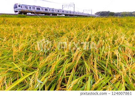 Rice and E217 series 124007861