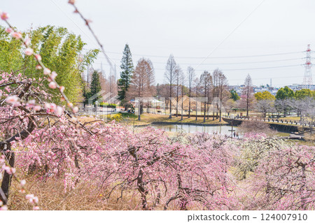 Weeping plum trees in full bloom at Ume-mi-no-oka Hill in Dai Park (Chita District, Aichi Prefecture) Weeping plum trees in full bloom at Ume-mi-no-oka Hill in Dai Park (Chita District, Aichi Prefecture) 124007910
