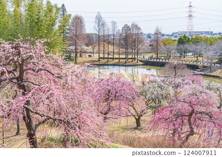 大公園梅見之丘盛開的垂枝梅（愛知縣知多郡） 124007911
