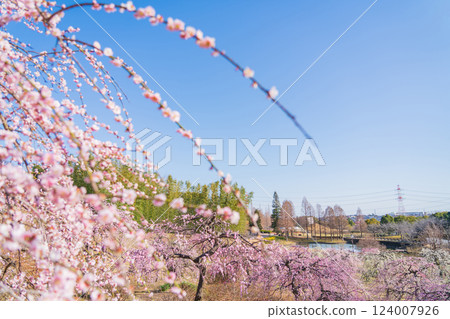 Weeping plum trees in full bloom at Ume-mi-no-oka Hill in Dai Park (Chita District, Aichi Prefecture) 124007926