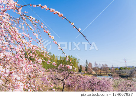 Weeping plum trees in full bloom at Ume-mi-no-oka Hill in Dai Park (Chita District, Aichi Prefecture) 124007927