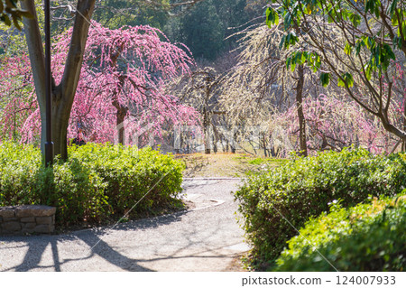 大公園梅見之丘盛開的垂枝梅(愛知縣知多郡) 大公園梅見之丘盛開的垂枝梅(愛知縣知多郡) 124007933