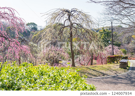 Weeping plum trees in full bloom at Ume-mi-no-oka Hill in Dai Park (Chita District, Aichi Prefecture) 124007934