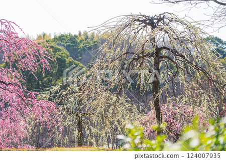 大公園梅見之丘盛開的垂枝梅(愛知縣知多郡) 大公園梅見之丘盛開的垂枝梅(愛知縣知多郡) 124007935