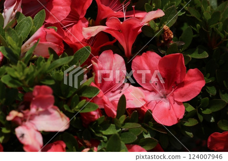 Satsuki Satsuki 124007946