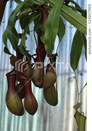 Ugubon Kuzura 124007969