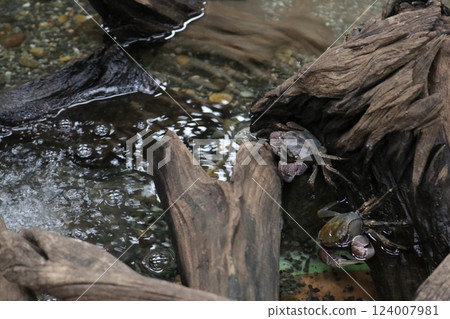 黑色中型仿相手蟹 124007981