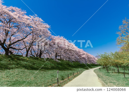 Cherry blossoms in full bloom at Satte Gongendo Temple, Saitama Prefecture 124008066