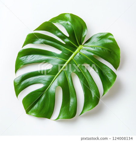 Lush Green Monstera Leaf Isolated on Clean White Background Lush Green Monstera Leaf Isolated on Clean White Background 124008134