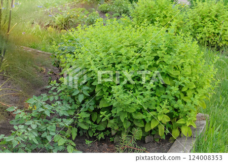 Green mint in cottage garden. Catnip are planted in village garden.  Natural greenery in garden. Protection against pests. Sunny day. 124008353