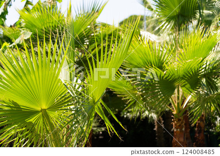 Bright green palm leaves basking in sunlight, tropical and serene atmosphere 124008485