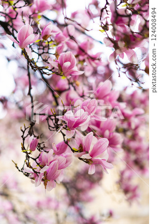 Pink Magnolia Blossoms on Tree Branches 124008494