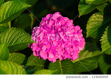 Vibrant Pink Hydrangea Bloom Amid Lush Green Leaves 124008495