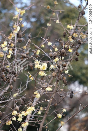 Wintersweet flowers and remaining fruit, February 2025 Wintersweet flowers and remaining fruit, February 2025 124008499
