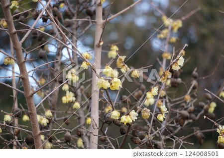 蠟梅花期及殘果,2025 年 2 月 蠟梅花期及殘果,2025 年 2 月 124008501