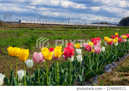 Tulips and E217 series 124008521