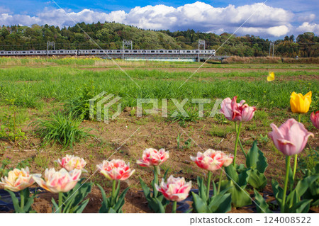 Tulips and E217 series 124008522