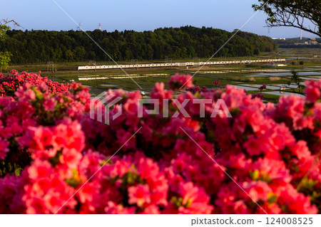 Azalea and E217 series 124008525