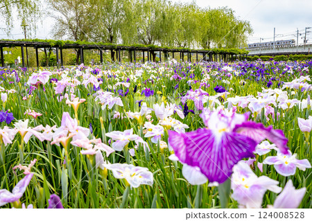 潮來鳶尾和E217系列 潮來鳶尾和E217系列 124008528