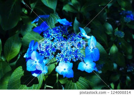 Color Flower Hydrangea Nature Background (Registered March 2025) Color Flower Hydrangea Nature Background (Registered March 2025) 124008814