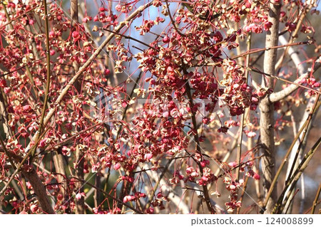 Mayumi fruit in February 2025 124008899