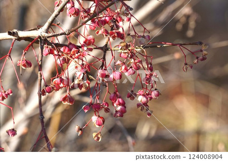 Mayumi fruit in February 2025 124008904