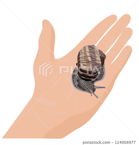 Detailed image of a snail on a palm. Top view. Vector illustration isolated on a white background. Detailed image of a snail on a palm. Top view. Vector illustration isolated on a white background. 124008977