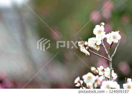 White plum blossoms at the famous Ono Plum Garden at Daihonzan Zuishin-in Temple (Yamashina Ward, Kyoto City) 124009187