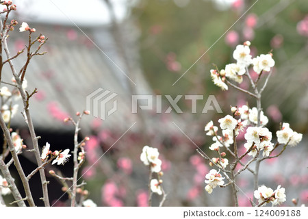 White plum blossoms at the famous Ono Plum Garden at Daihonzan Zuishin-in Temple (Yamashina Ward, Kyoto City) 124009188