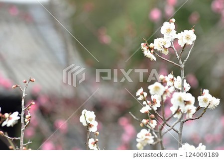 隨心所欲院著名小野梅園（京都市山科區）的白梅花 124009189