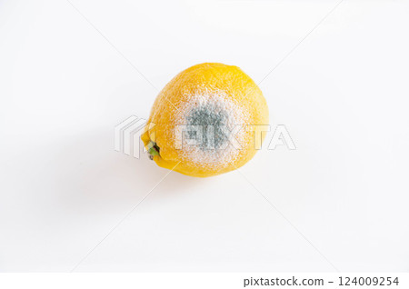 黃色檸檬上的藍色黴菌 124009254