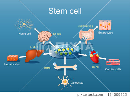 Regenerative medicine and Stem Cell therapy 124009323